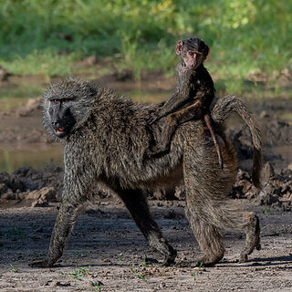 Solio - Olive baboon
